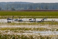 038_Biebrza - kwiecien 2012